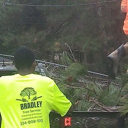 Bradley tree service