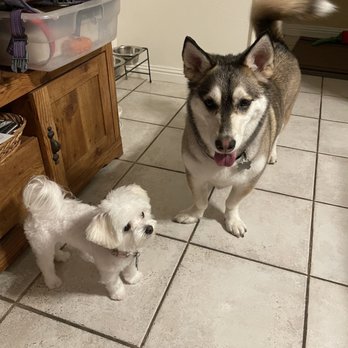 Brandy's Mobile Pet Salon - Kumo and Reina - Pet Groomers Near Me - Meadview , Arizona Brandy's Mobile Pet Salon - Kumo and Reina - Pet Groomers Near Me - Meadview , Arizona