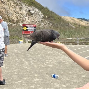 Rockaway Beach - Birds will feed from your hands-get some bird seeds/treats for them. - Beaches Near Me - Pacifica, California