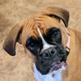 Photo of Bark Busters Home Dog Training Central Jersey