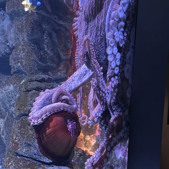 New England Aquarium - Aquariums Near Me - Boston, Massachusetts New England Aquarium - Aquariums Near Me - Boston, Massachusetts