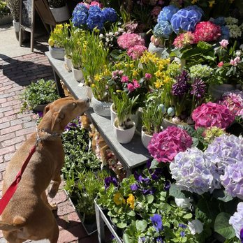 Rouvalis Flowers & Garden - Florists Near Me - Boston, Massachusetts