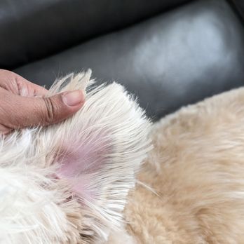 4 Paws Grooming - Pet Groomers Near Me - Lancaster, California 4 Paws Grooming - Pet Groomers Near Me - Lancaster, California