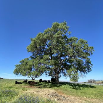 North Table Mountain - Cows in the pasture. - Hiking Near Me - Oroville, California