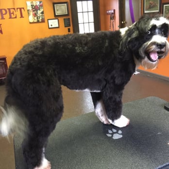 Fox Paw Pet Design - Pet Groomers Near Me Fox Paw Pet Design - Pet Groomers Near Me