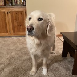 Door County Veterinary Hospital - My pup with our homemade bandage
