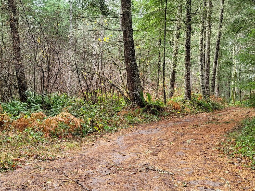 CONCEPT REALTY Updated September 2024 Contact Agent 9494 US Hwy 12, Randle, Washington