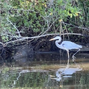 River Lilly Cruises - Great blue heron - Boating Near Me - Port St. Lucie, Florida River Lilly Cruises - Great blue heron - Boating Near Me - Port St. Lucie, Florida