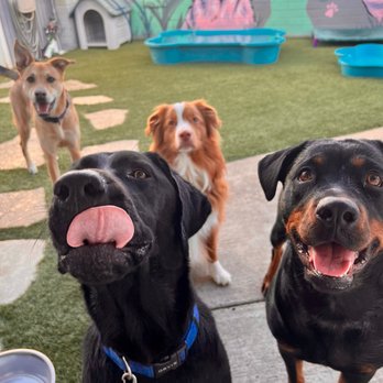 Down To Earth Dogs - Down to Earth Dogs - Pet Training Near Me Down To Earth Dogs - Down to Earth Dogs - Pet Training Near Me