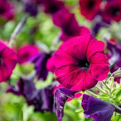 Candyapple Nursery & Landscaping
