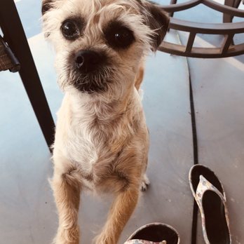 1st Pet Veterinary Centers - Chandler - Veterinarians Near Me - Chandler, Arizona 1st Pet Veterinary Centers - Chandler - Veterinarians Near Me - Chandler, Arizona