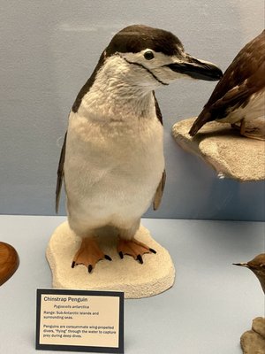 Carnegie Museum of Natural History by null