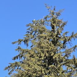 Eagle watching all of the people below..