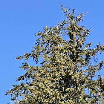 Creek Street - Eagle watching all of the people below.. - Landmarks & Historical Buildings Near Me - Ketchikan, Alaska