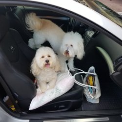 Cute & Sassy Grooming Salon - Feeling gorgeous after our grooming!