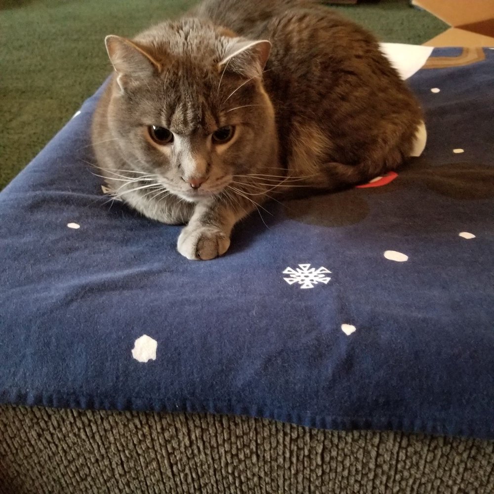 SHORES VETERINARY EMERGENCY CENTER Updated September 2024 41