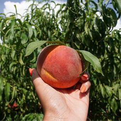 Eastmont Orchards