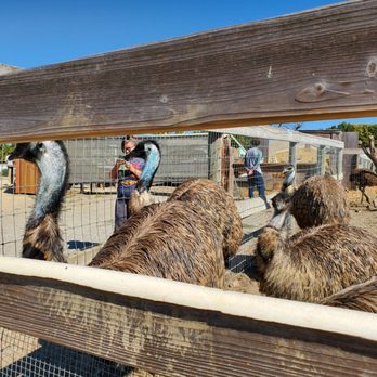Ostrichland USA - Attraction Farms Near Me - Solvang, California Ostrichland USA - Attraction Farms Near Me - Solvang, California
