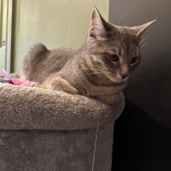 Niagara Falls Cat Cafe - Themed Cafes Near Me - Niagara Falls, Ontario Niagara Falls Cat Cafe - Themed Cafes Near Me - Niagara Falls, Ontario
