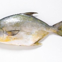 Marine Fisheries - Florida pompano.. One of our favorite fishes ! Sweet, buttery, meaty! Great for broiling or pan searing! Choice is yours!