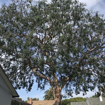 Majestic Tree Care - Our Chinese Elm-after photo. - Tree Services Near Me - Northridge, California Majestic Tree Care - Our Chinese Elm-after photo. - Tree Services Near Me - Northridge, California