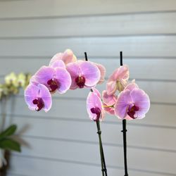 Elaine's Flowers - Orchids