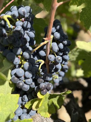 Oak Mountain Winery by null