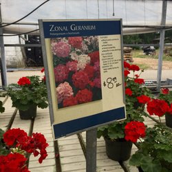 Maeder Plant Farm - Geraniums.