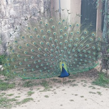 Dixie Dude Ranch - Kevin the peacock - Guest Houses Near Me - Bandera, Texas