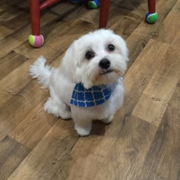 Jax's First Haircut