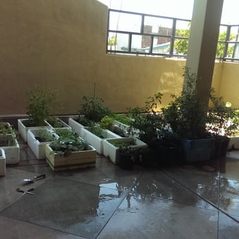 New Saigon - This was the Fresh Level of their Herbs. Came right to my bowl as I sit - Vietnamese Near Me - Bakersfield, California