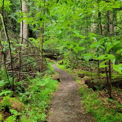 Hearts Content Scenic Area - Interpretive trail