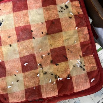 Bishop Hill Apartments - Open my kitchen drawer and mouse poop and pee all on my things so nasty in this build - Apartments Near Me - Secane, Pennsylvania Bishop Hill Apartments - Open my kitchen drawer and mouse poop and pee all on my things so nasty in this build - Apartments Near Me - Secane, Pennsylvania