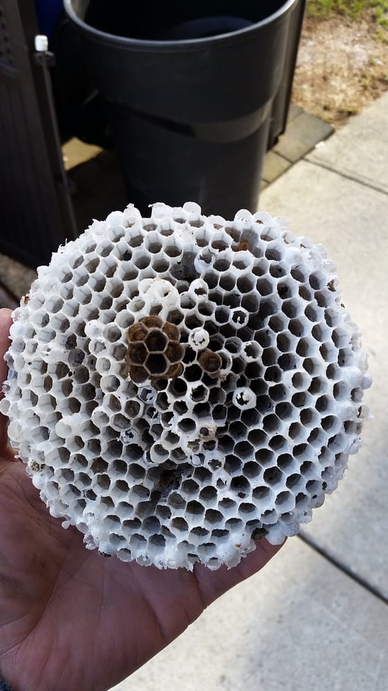 STATEN ISLAND PEST MANAGEMENT Updated August 2024 Staten Island, New York Pest Control