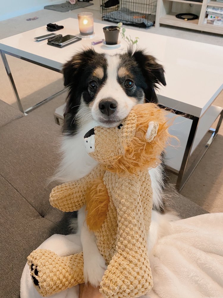 CLIFTONCENTREVILLE ANIMAL CLINIC Updated July 2024 16 Photos & 60