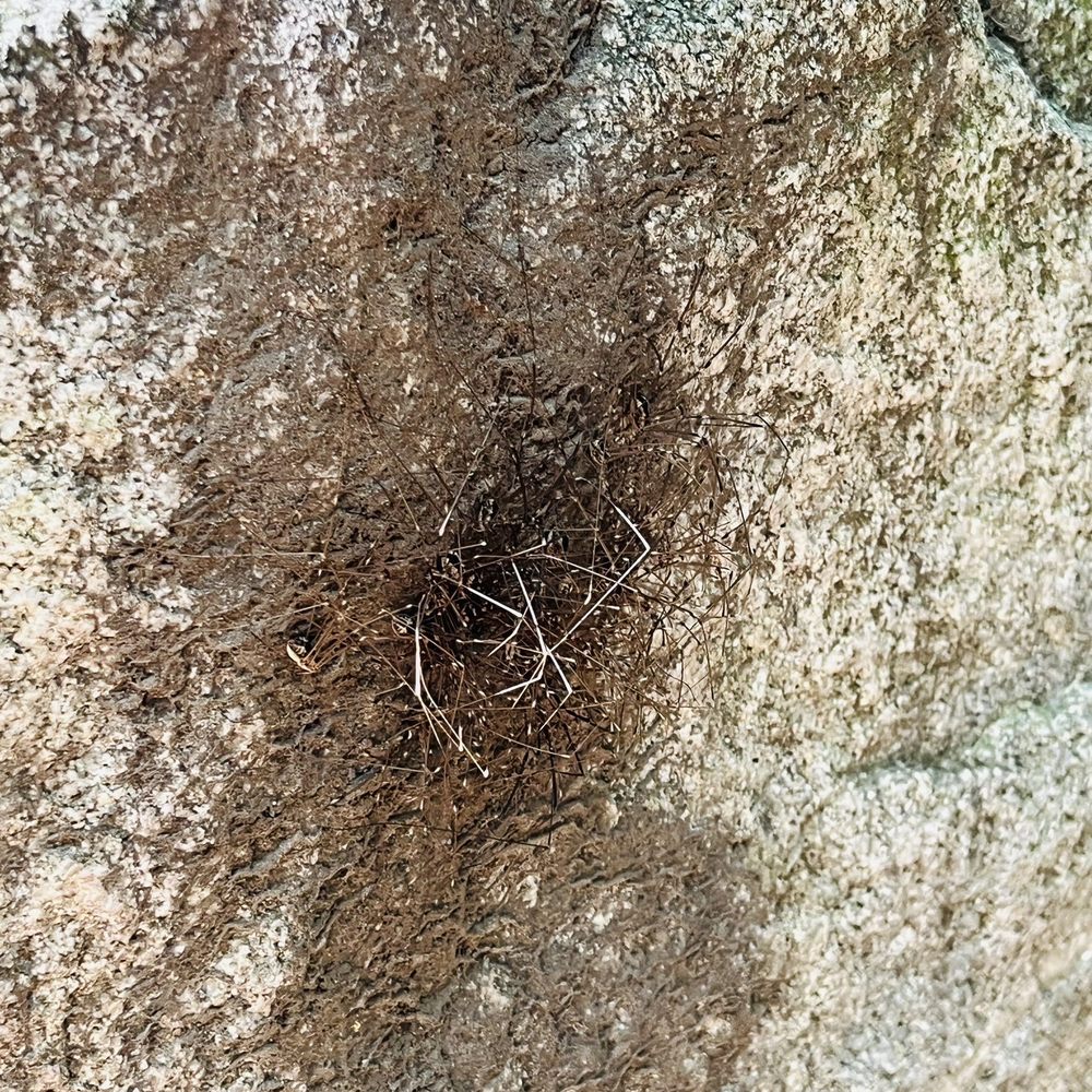 Millard Canyon - The spider nests to watch out for on the rocks - Parks Near Me - Altadena, California Millard Canyon - The spider nests to watch out for on the rocks - Parks Near Me - Altadena, California