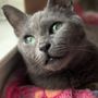 Photo of CASA-Coalition of Advocates for Shelter Animals