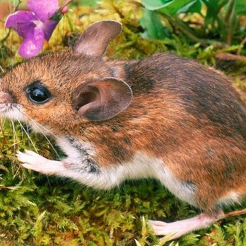 Shamrock Pest Control - mouse - Pest Control Near Me Shamrock Pest Control - mouse - Pest Control Near Me