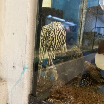 Concord Aquarium - Royal pleco - Local Fish Stores Near Me - Concord, California