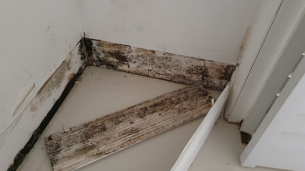 Eco Air Mold Assessors - mold inspector in Hollywood, FL