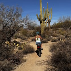 Tucson E-Bike Adventures - Ride among the giants! Some light single track riding, on Cactus Forest Trail within the park.