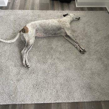 Central Carpet Care - Our Greyhound (Yeti) in her favorite spot on leftover carpet from steps, binded and turned into entryway carpet - Carpet Cleaning Near Me - Mantua Township, New Jersey Central Carpet Care - Our Greyhound (Yeti) in her favorite spot on leftover carpet from steps, binded and turned into entryway carpet - Carpet Cleaning Near Me - Mantua Township, New Jersey