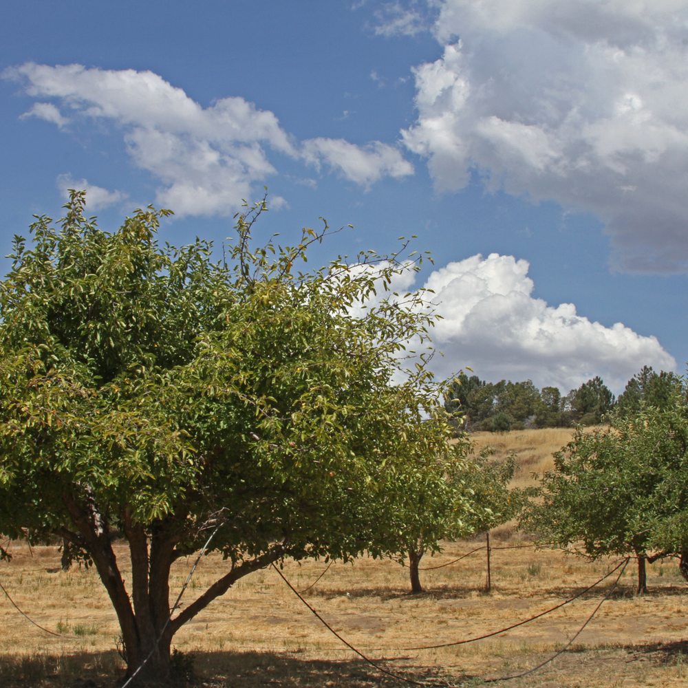 Apple Starr Orchards - CLOSED - Apple trees in the parking area many have picnic tables so you can bring a lunch and enjoy the scenery!! - Pick Your Own Farms Near Me - Julian, California Apple Starr Orchards - CLOSED - Apple trees in the parking area many have picnic tables so you can bring a lunch and enjoy the scenery!! - Pick Your Own Farms Near Me - Julian, California
