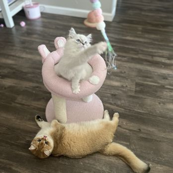 Ragmeister Ragdolls - Pet Breeders Near Me Ragmeister Ragdolls - Pet Breeders Near Me