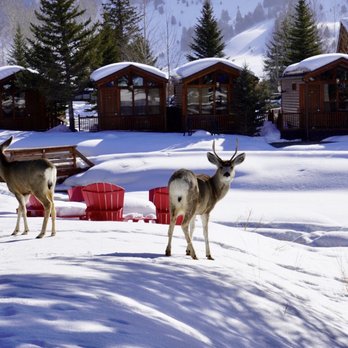 Rustic Inn Creekside Resort & Spa - Jackson Hole - Wildlife literally in your backyard! - Hotels Near Me - Jackson, Wyoming