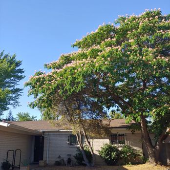 Blossom Trees - Tree Services Near Me