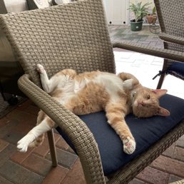 Kakashi in her new home, luxuriating on a patio chair. Kakashi in her new home, luxuriating on a patio chair.