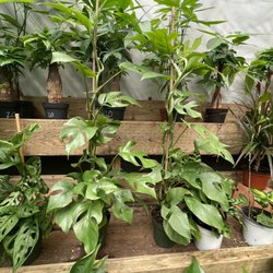 La Cienega Nursery - Philodendrons