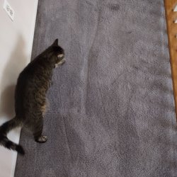 Gillees Carpet, Upholstery & Janitorial Care