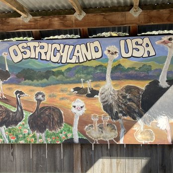 Ostrichland USA - Attraction Farms Near Me - Solvang, California